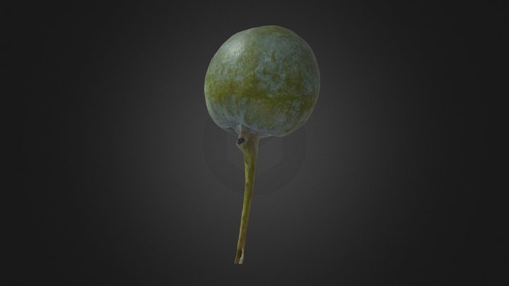 Ovule Gingko – Modèle 3D gratuit STL
