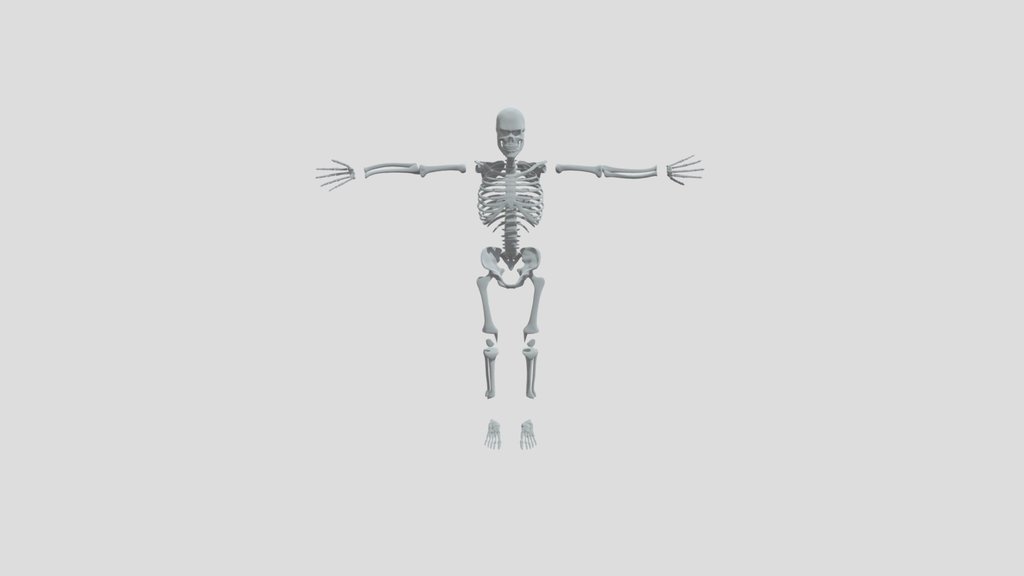 Fully Rigged Human Skeleton