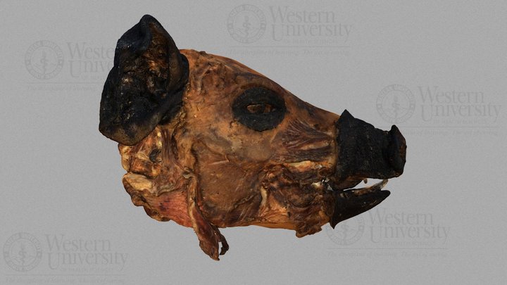 300271 Pig Head Section 3D Model
