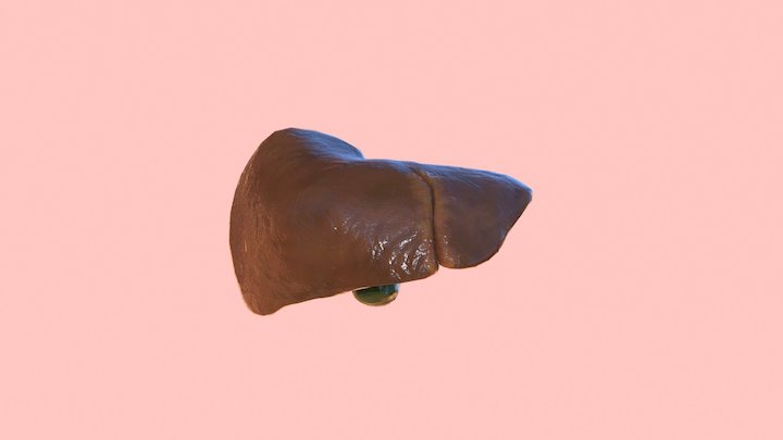 Liver_3 3D Model