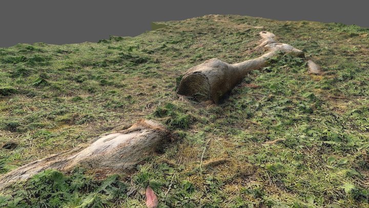 3D scan of a tree root 3D Model