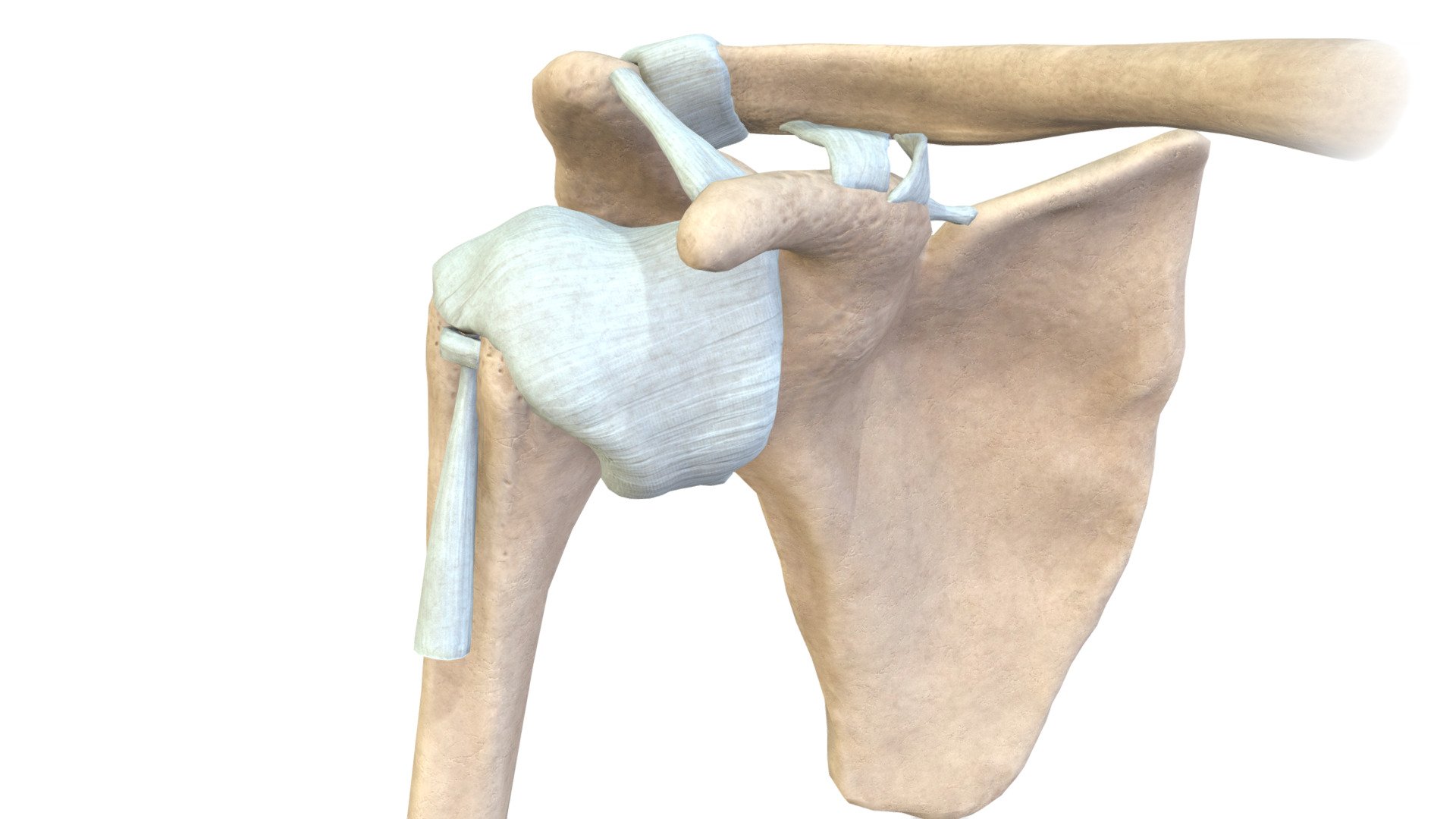 Ligaments of Shoulder Girdle - Buy Royalty Free 3D model by