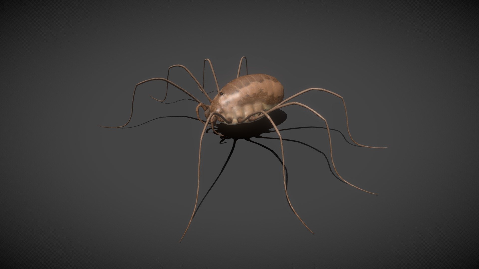 Spider - Harvestman