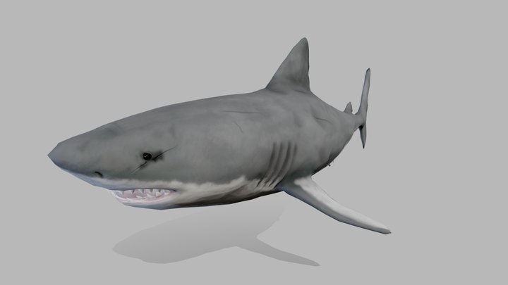 Shark 3D Model