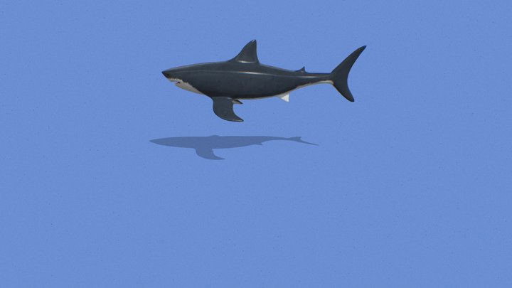 Shark 3D Model