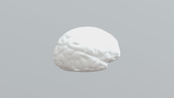 Brain Toy 3D Model