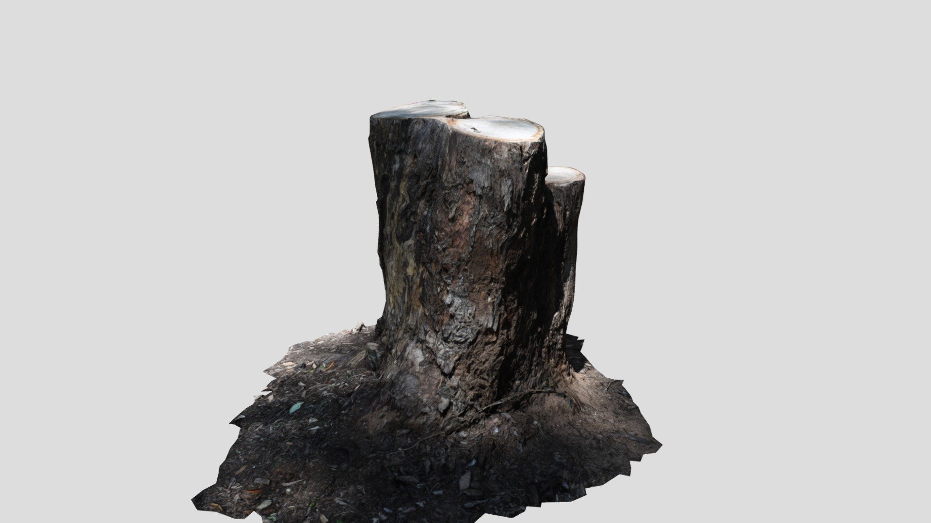 Photoscan Tree Stump 002 - Download Free 3D model by Damian Carpenter ...