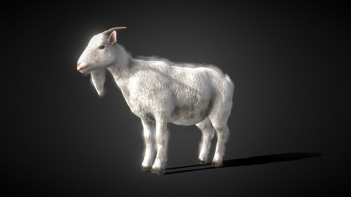 Goat