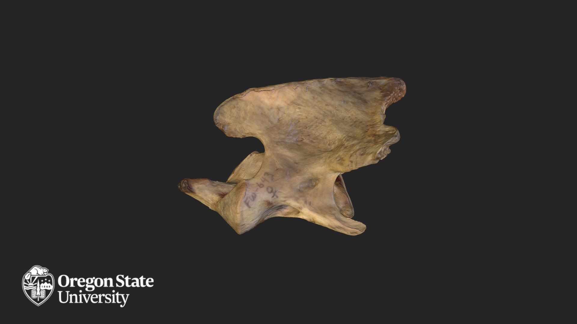 Cougar - FW 643 - axis vertebra