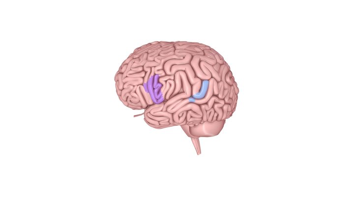 Les aires du langage 3D Model