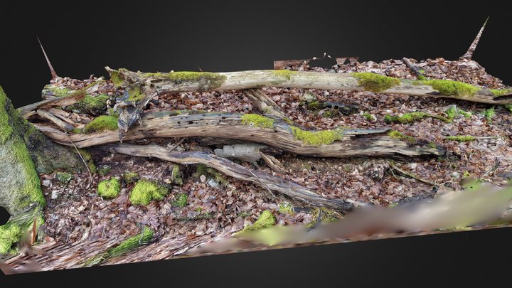 root, tree log / Stamm 3D Model
