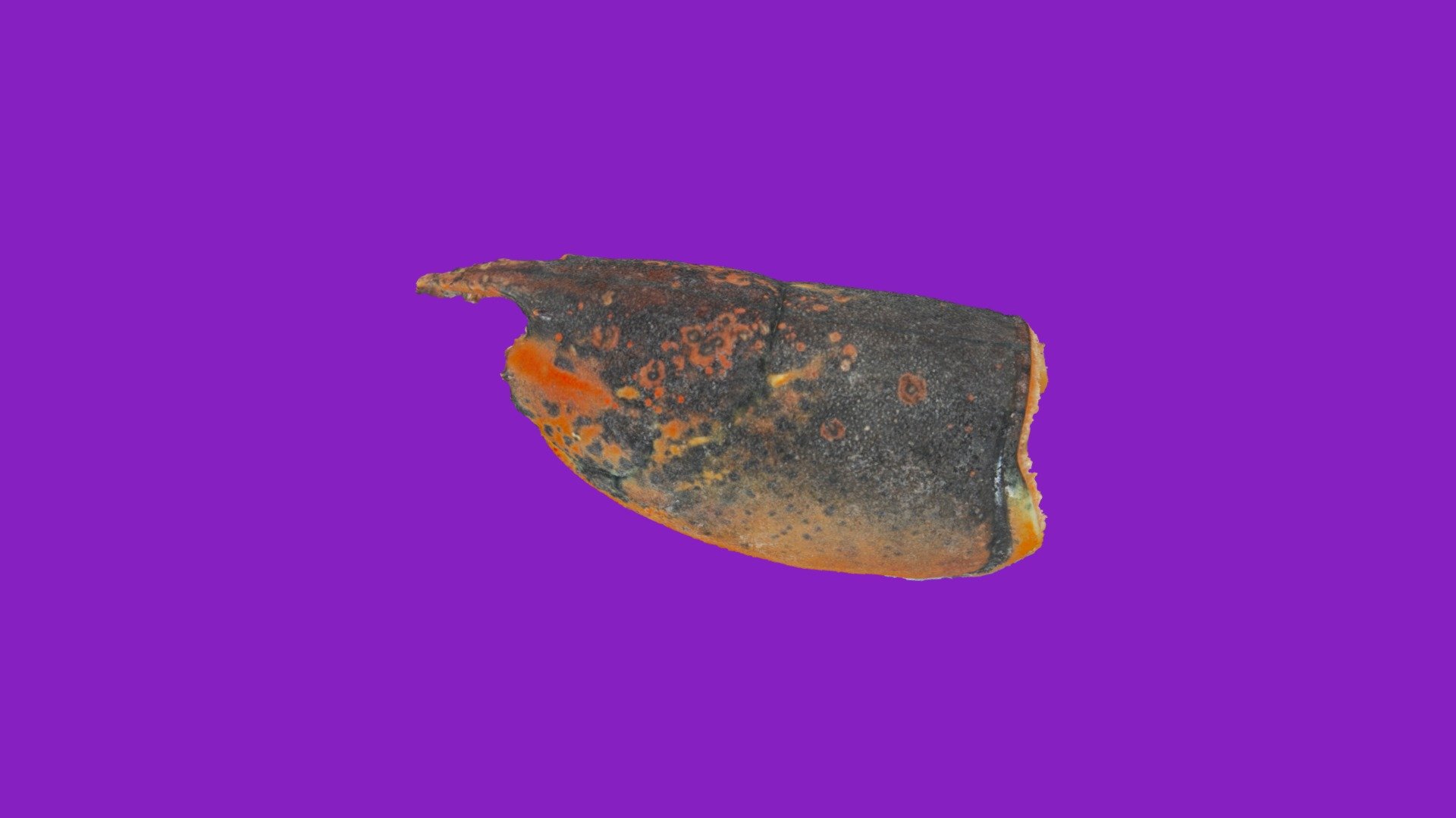American lobster Ha323 01with ESD level 2.