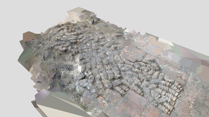 Archeologische opgraving - Bottenvloer 3D Model