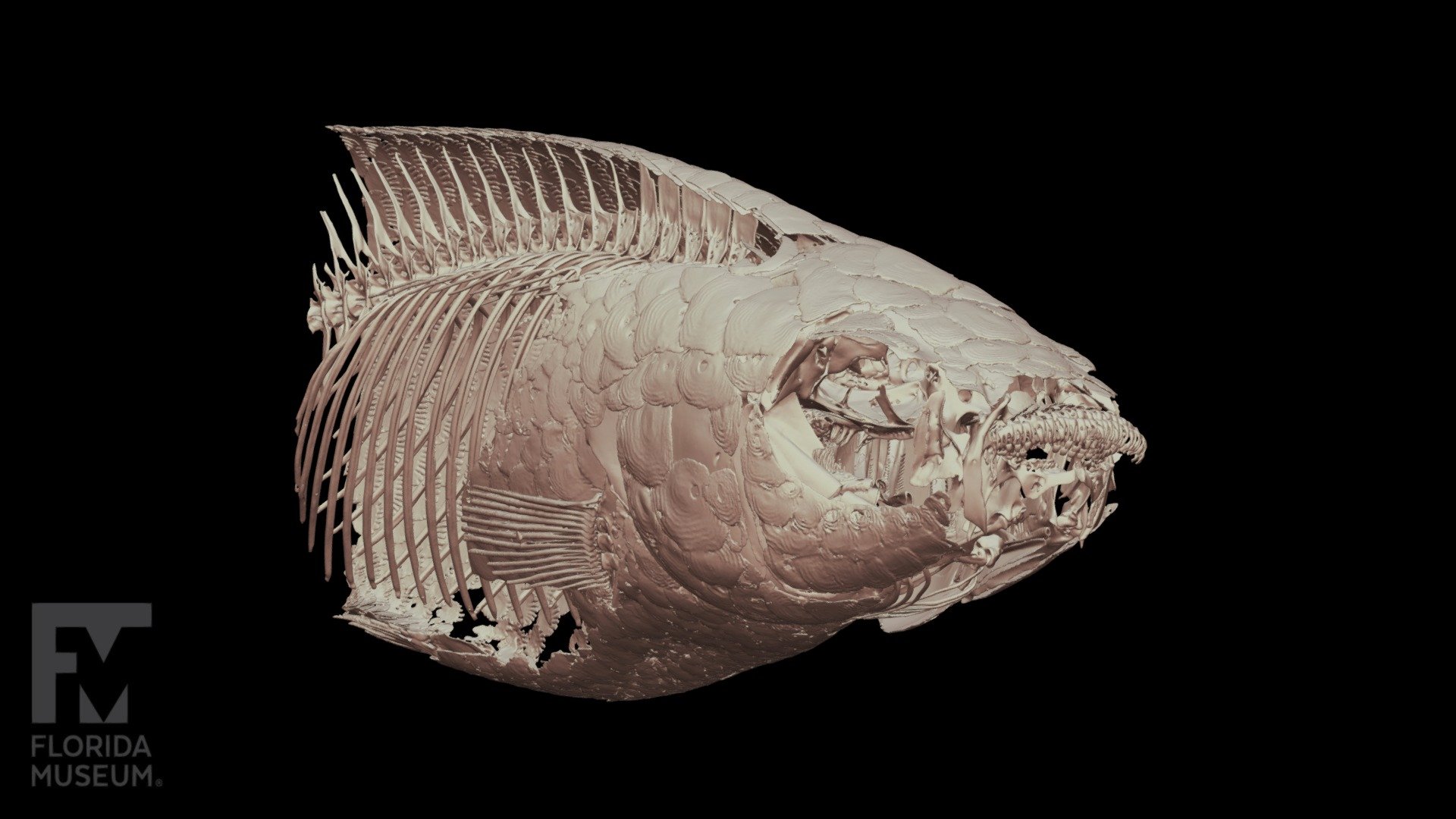 Blackfin Goodea, Goodeidae - 3D model by FloridaMuseum [5d86df0 ...