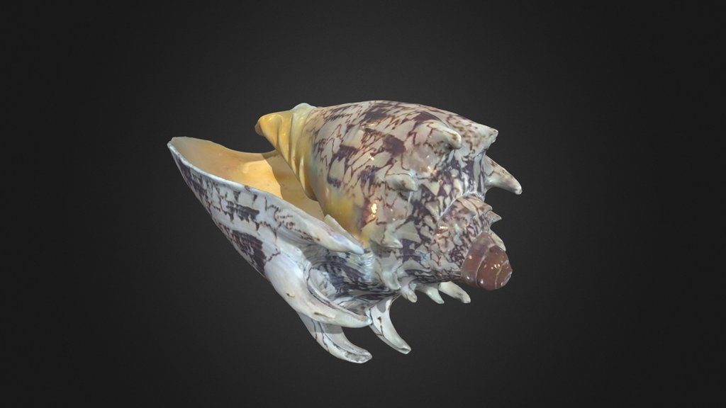 Volute Imperiale