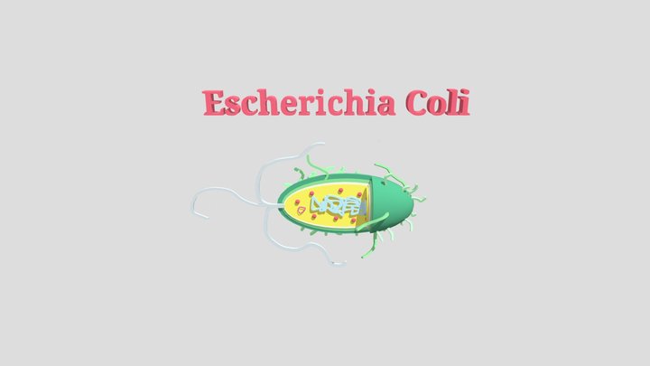 MICROUGHS_Escherichia_coli_CMGR 3D Model