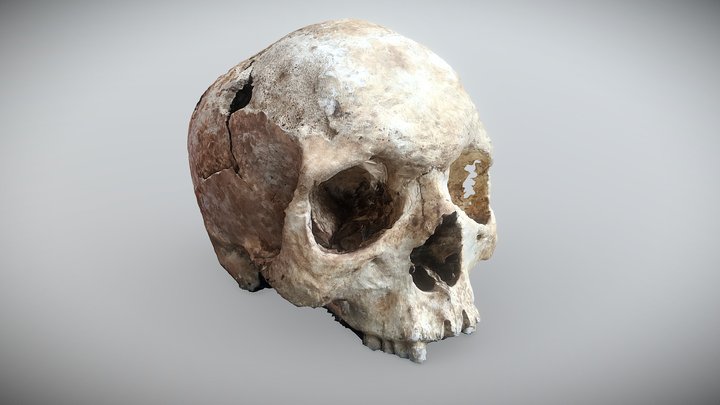 Crime Scene Skull 3D Model
