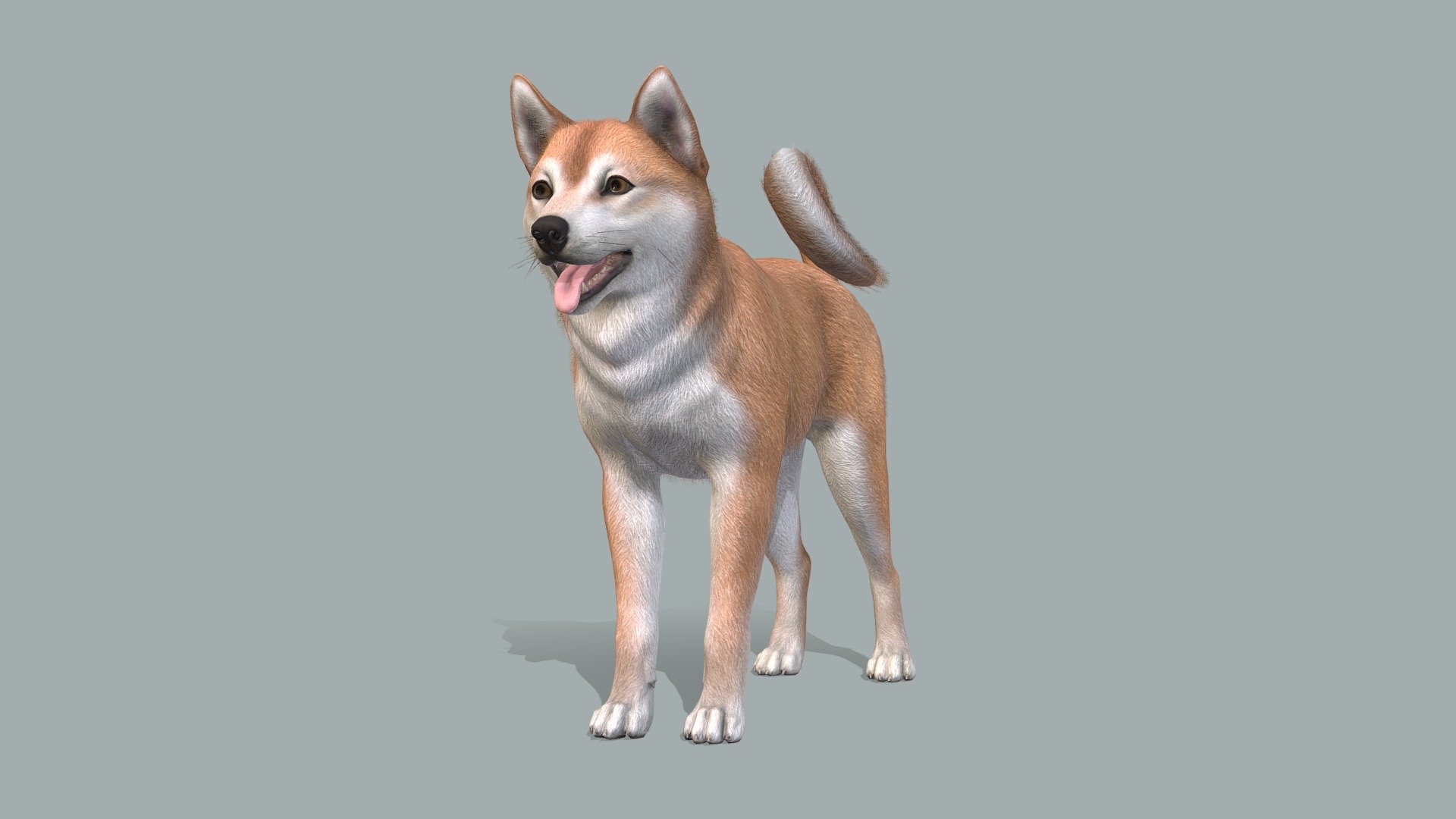 Dog - Shiba Inu - Buy Royalty Free 3D Model By RedDeer (@billl90 ...