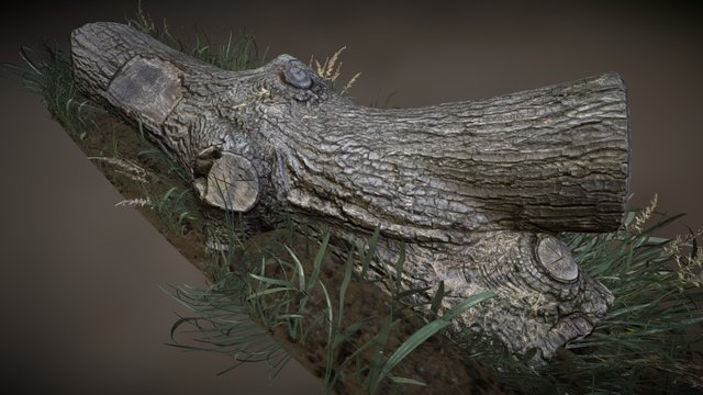 FallenLog_AbbeyFields 3D Model
