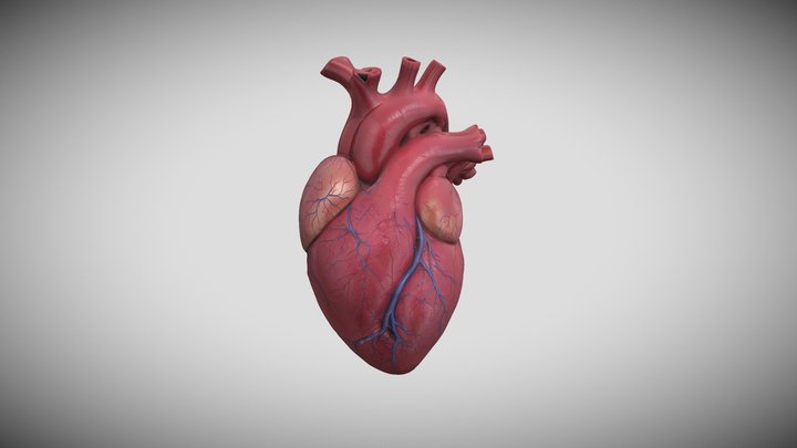 Human Heart 3D Model | Anatomy | Medical Project 3D Model