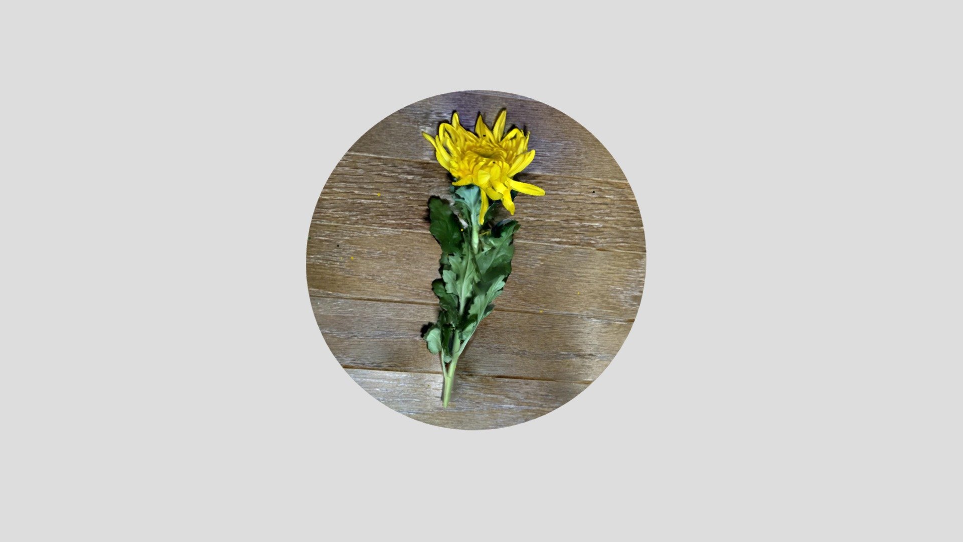 菊
