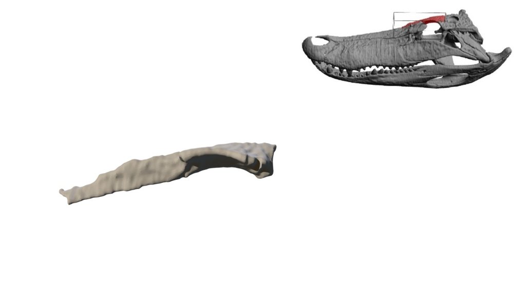 Alligator Frontal