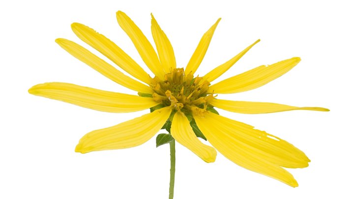 Starry Rosinweed (Silphium asteriscus) 3D Model