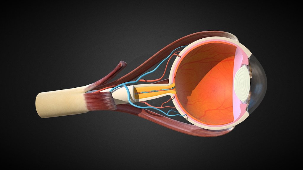 Eye Anatomy - 3D model by MotionCow (@MotionCow) [5dac474]