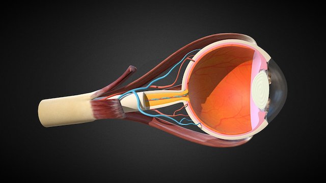 Eye Anatomy 3D Model