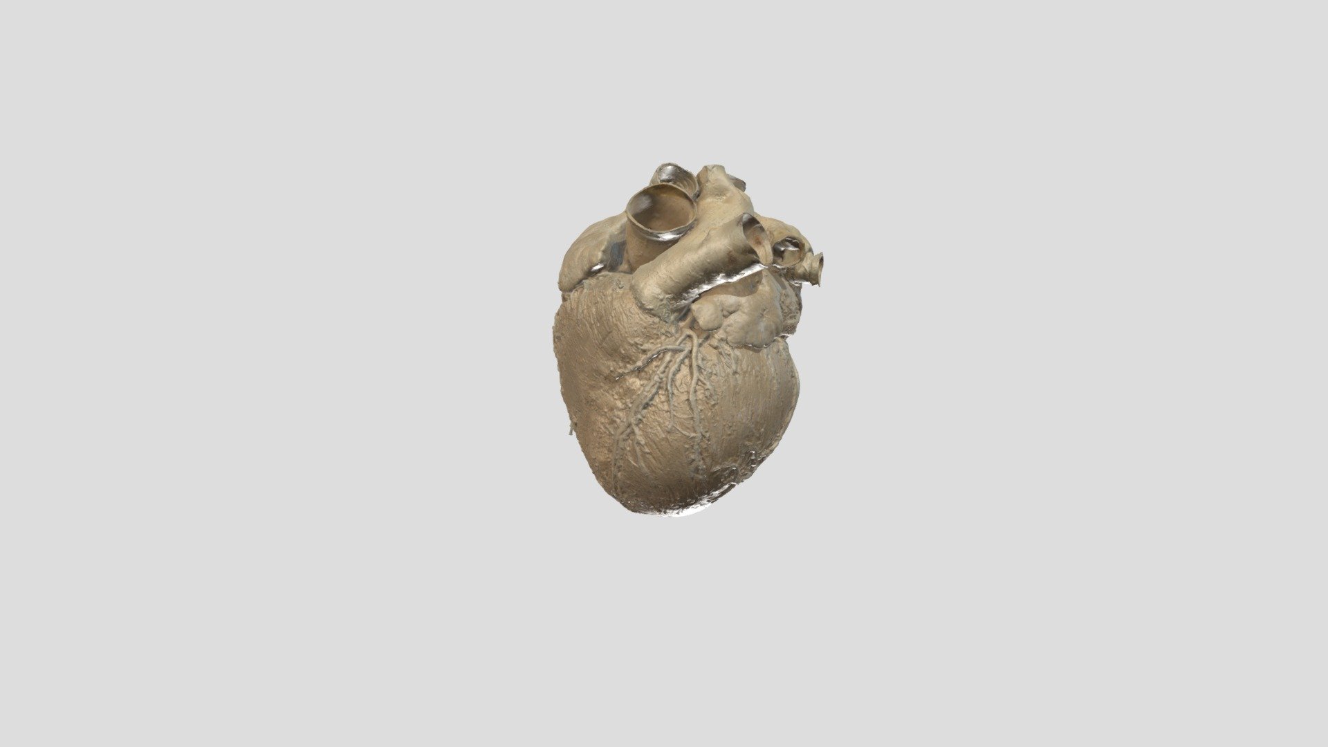 humanes Herz - 3D model by Institute of Anatomy Rostock (@Alexander ...