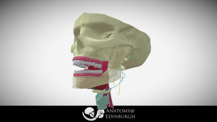 Model 6 - All Nerves Non-transparent skull 3D Model