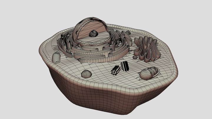 3d Representation of Animal Cell 3D Model