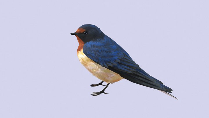 American Barn Swallow 3D Model