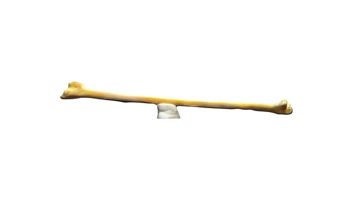 Ho UMVC31650_12-poly 3D Model