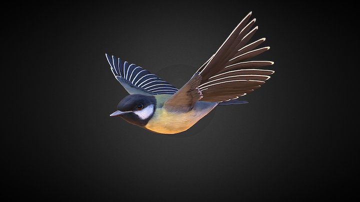 Koolmees - Great tit 3D Model