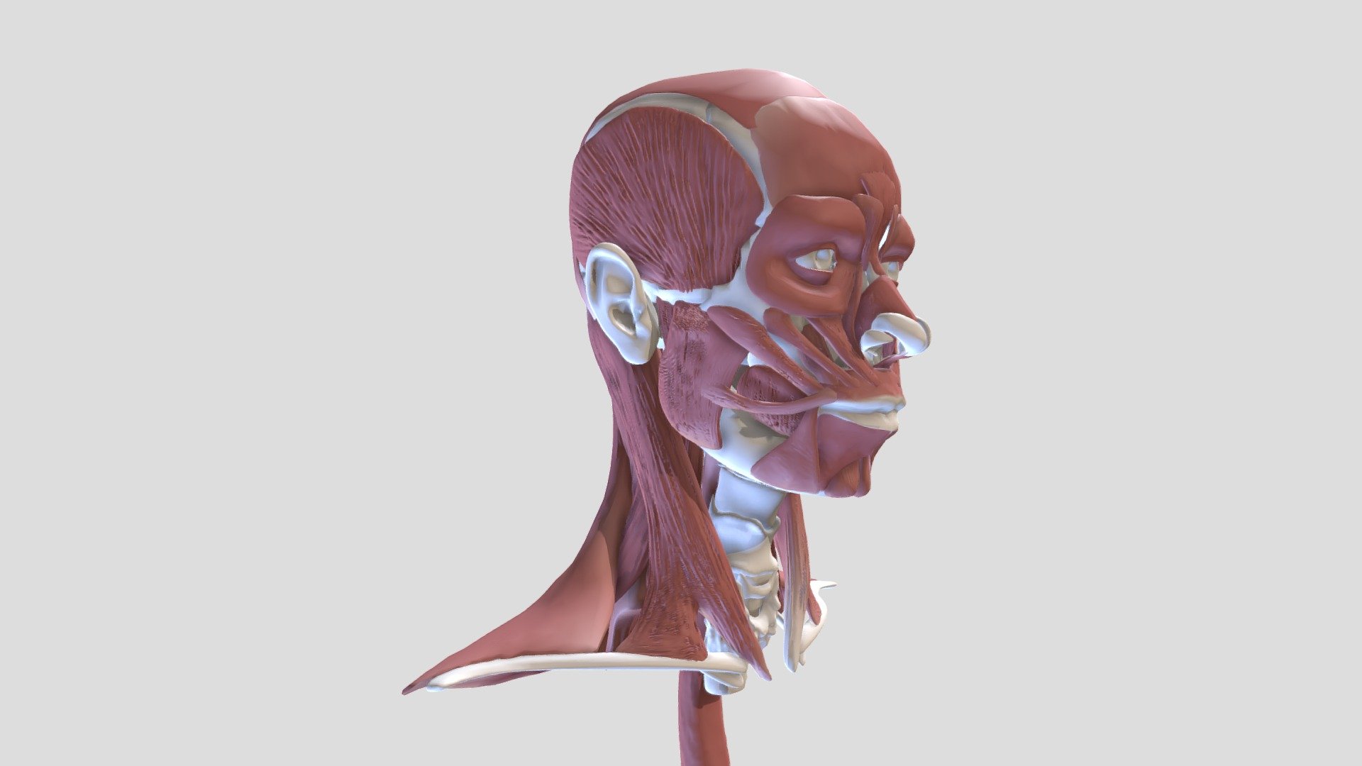 Head and neck muscles WIP human 3D model by Mieke Roth (miekeroth