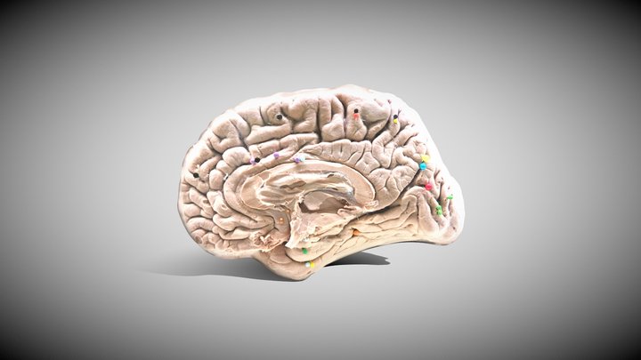 ZBrushBrainExport_03 3D Model