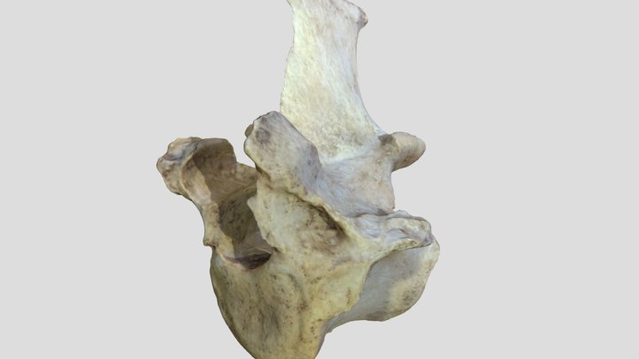 V19 3D Model