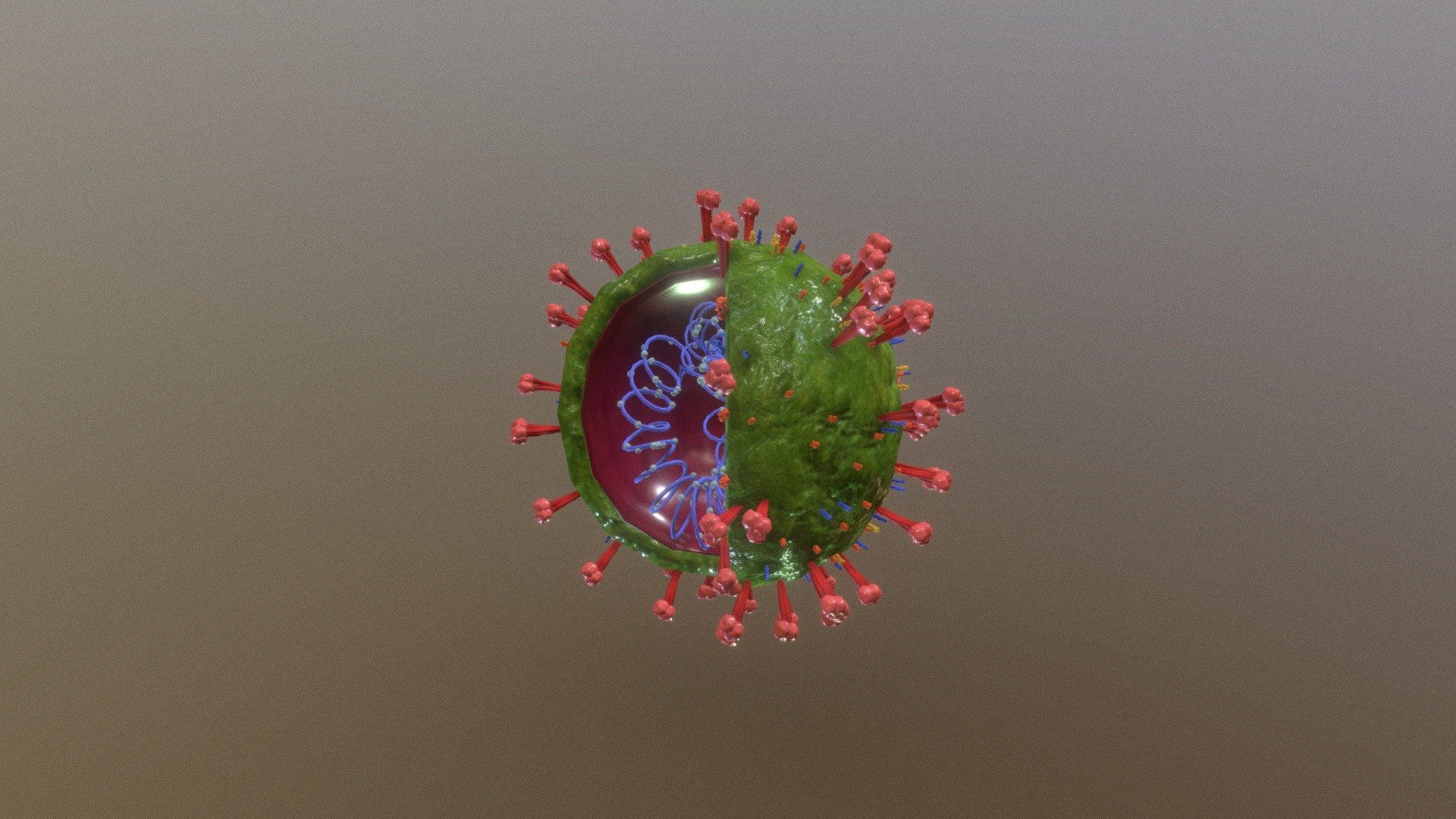 Corona Virus