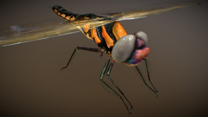 Realistic Dragonfly 3D Model