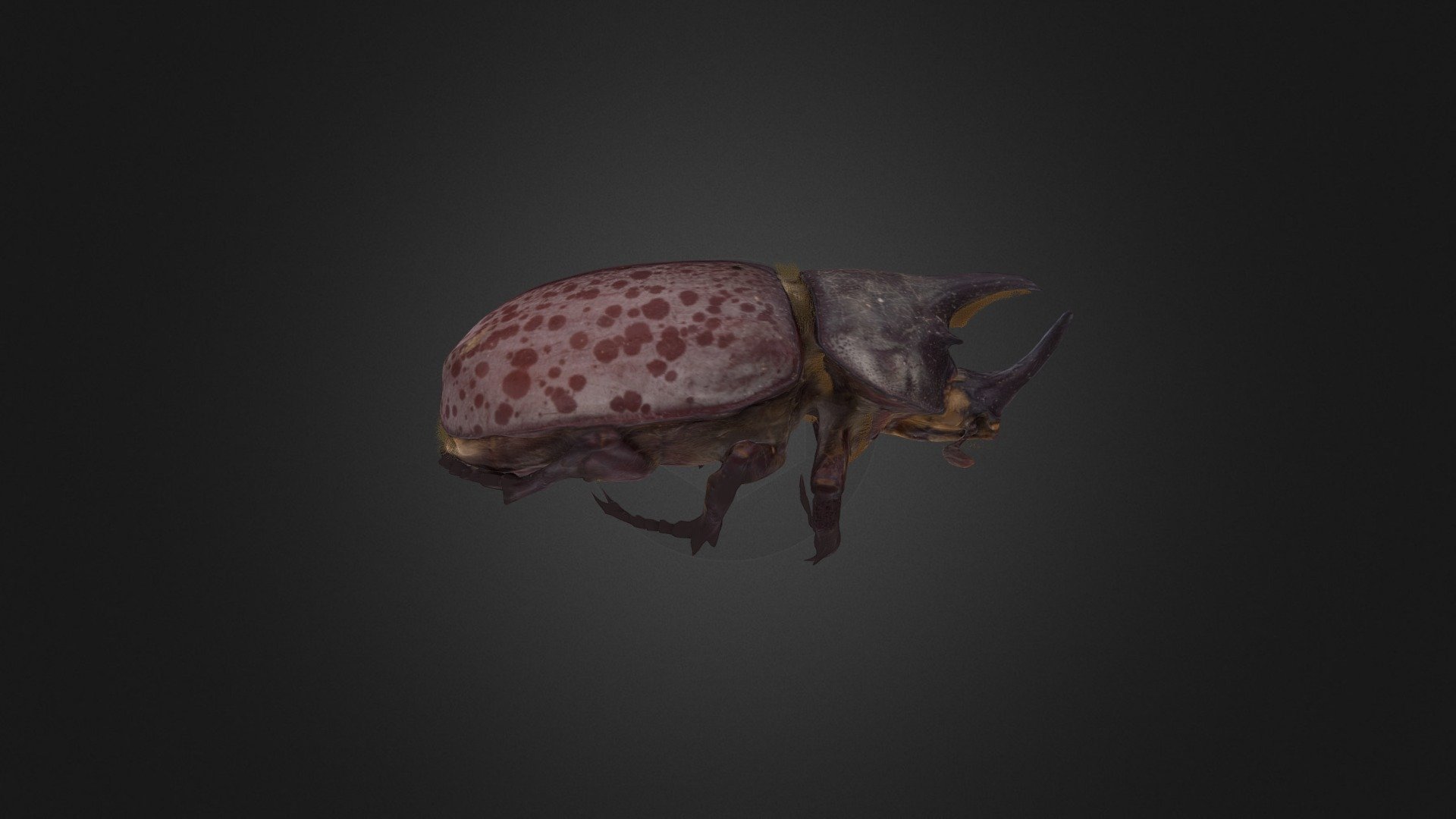 Eastern Hercules Beetle