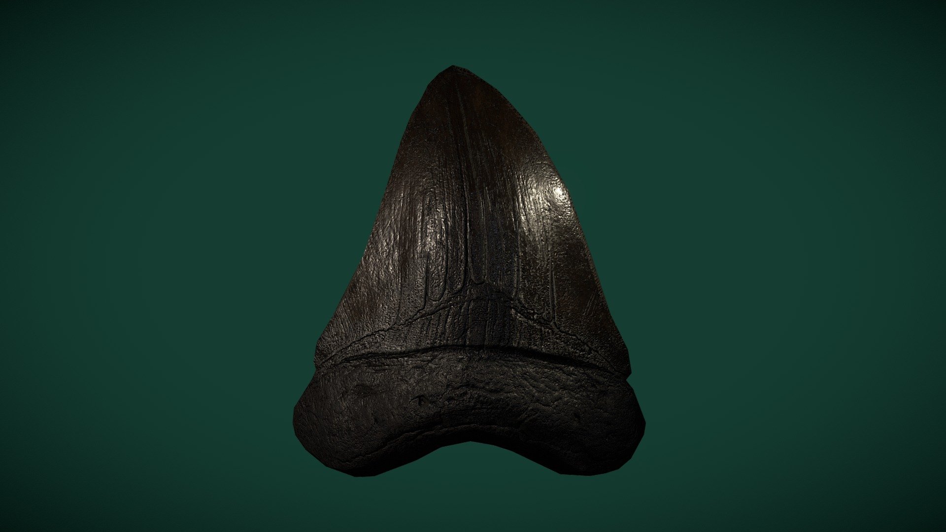 Megalodon Tooth Fossil