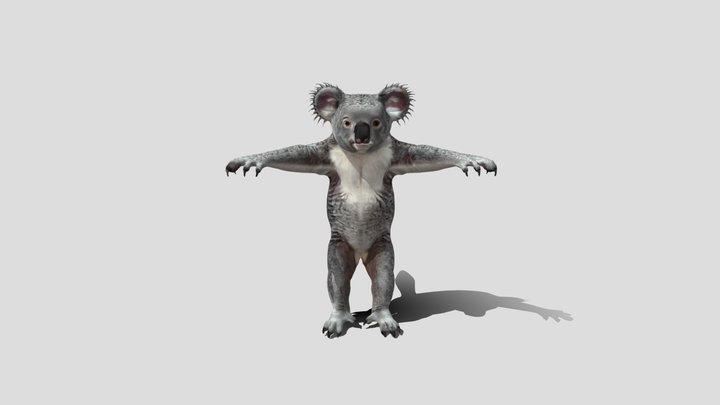 Medium poly Koala 3d model free