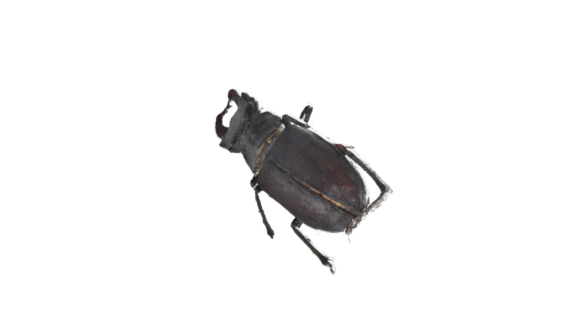Жук-олень. Stag beetle. Lucanus cervus