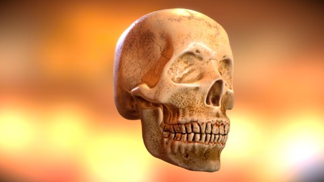 Skull 3D Model