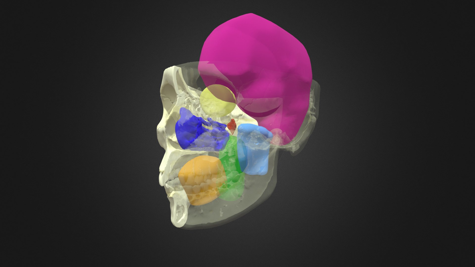 regions of the head - 3D model by Living Anatomy (@NYUSOMAnatomy ...