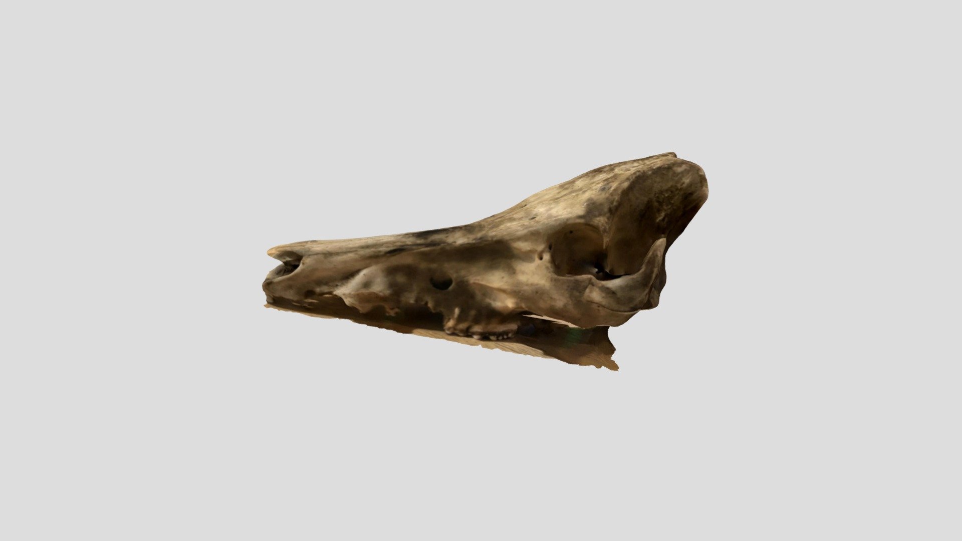 Wild Boar skull