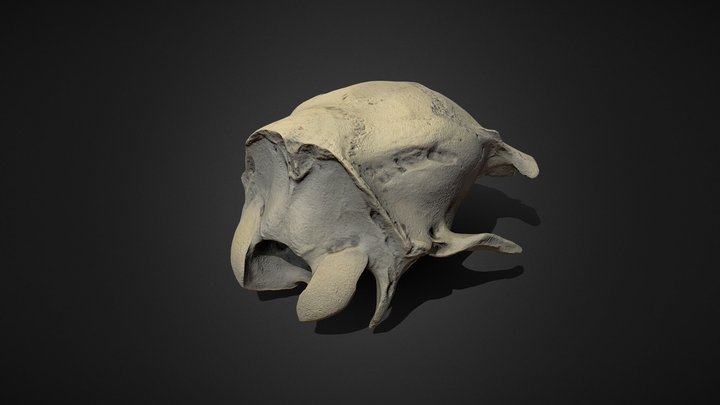 Sheep Skull 3D Model
