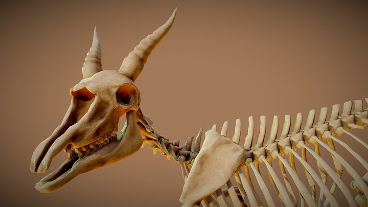saiga_antelope_skeleton 3D Model
