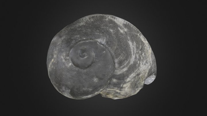 Gastropod: Naticonema lineata (PRI 76749) – Modelo 3D gratuito STL